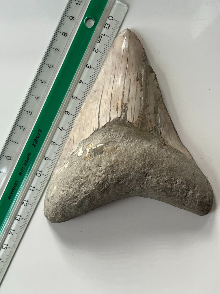 Megalodon tand 12,3 cm - Fossiele tand - Carcharocles megalodon  (Zonder Minimumprijs) #2.1