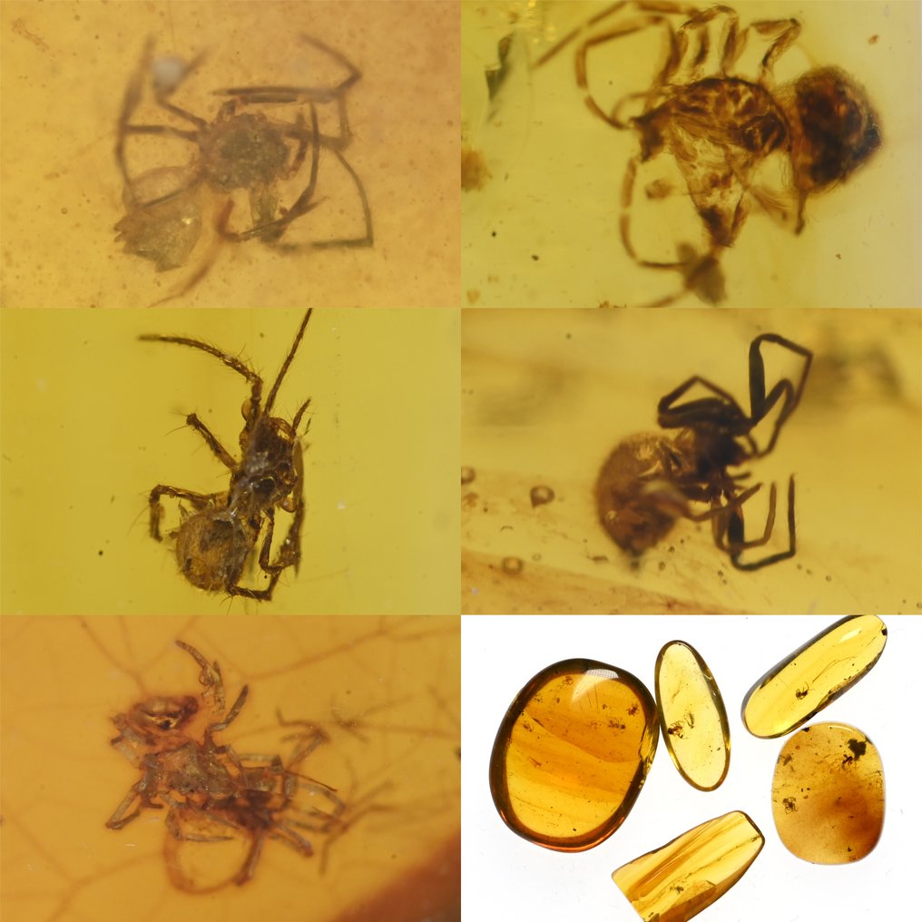 Lot of 5 pieces of Burmese amber, all with Spider fossil insect inclusions - Amber  (No Reserve Price) #1.1
