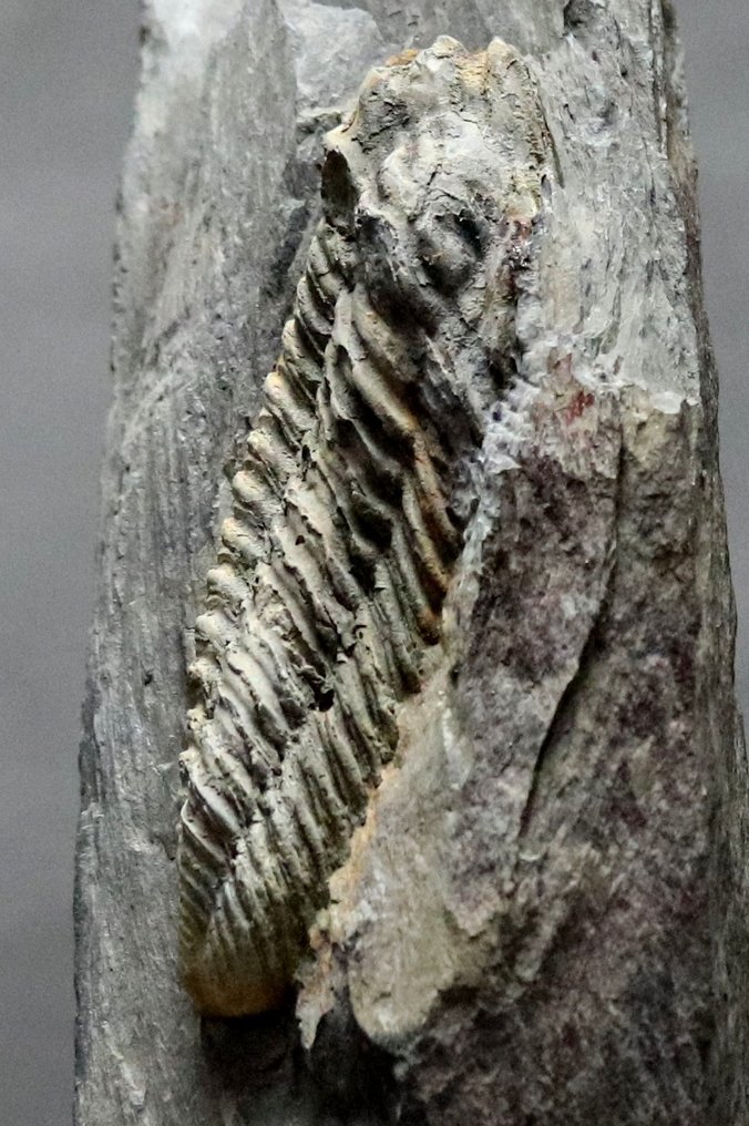 Grande trilobite, prono sulla matrice - Animale fossilizzato - Neseuretus tristani - 24 cm - 7 cm #2.2