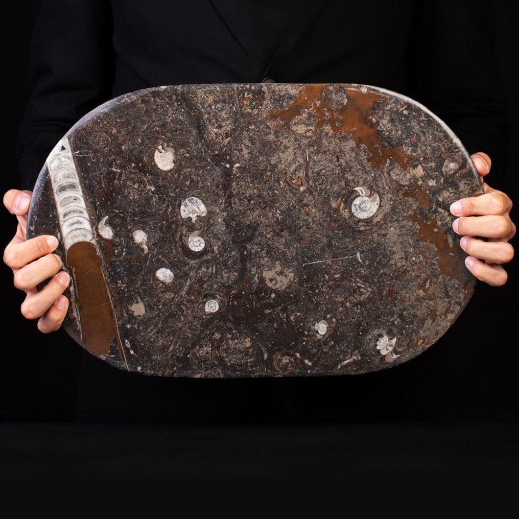 Trays In glasvezelmatrixplaat - Fossiele plaatmatrix - Ammonite & Belemnite - 440 mm - 28.5 mm #1.1