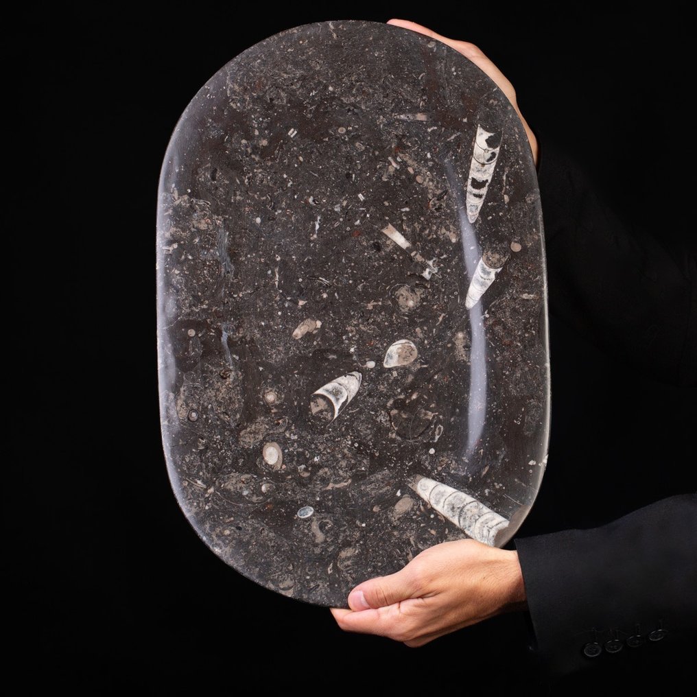 Tace W płycie z matrycą rozszczepialną - Skamieniałość na matrycy - Ammonite e Belemnite - 440 mm - 28.5 mm #1.2
