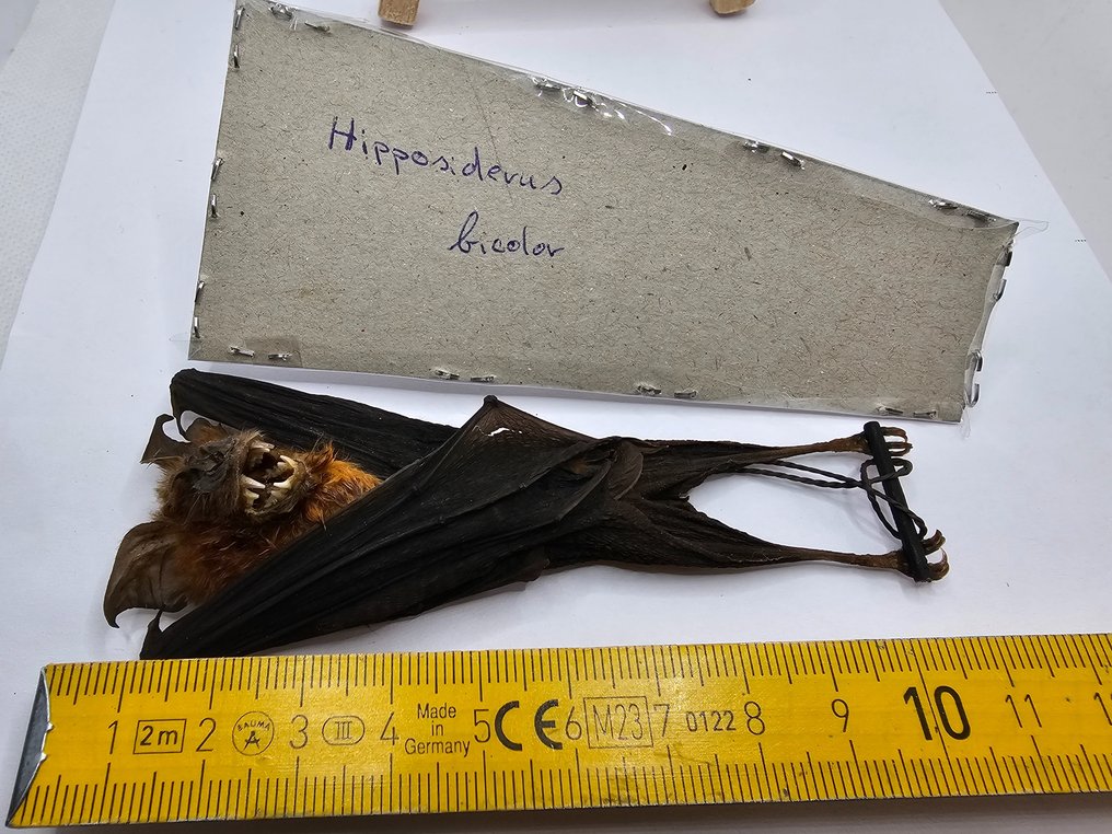 蝙蝠 標本全身支架 - Hipposideros bicolor - 10 cm - 5 cm - 0 cm - 非《瀕臨絕種野生動植物國際貿易公約》物種 - 1 #3.2
