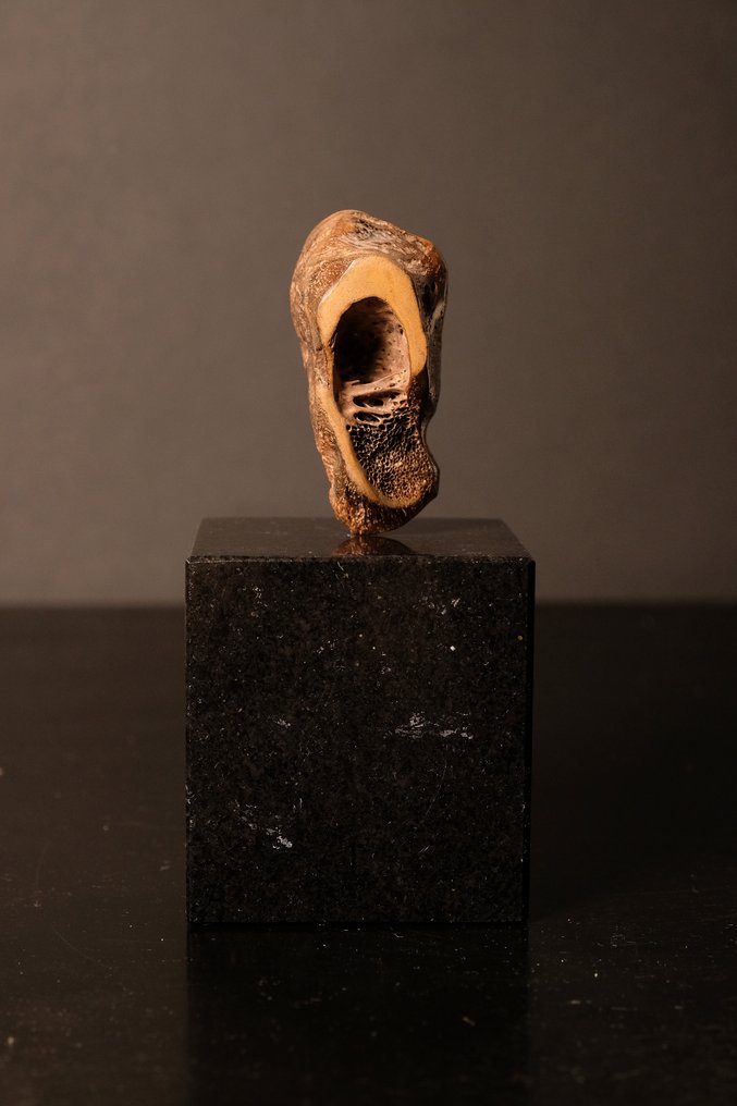 哺乳动物 - 化石骨架 - 15 cm  (没有保留价) #2.2