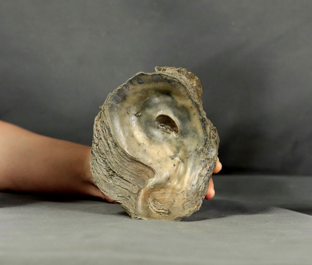 Reuze oesterfossiel 14 cm !! - Gefossiliseerd dier - Gryphaea dilatata - 14 cm #1.1
