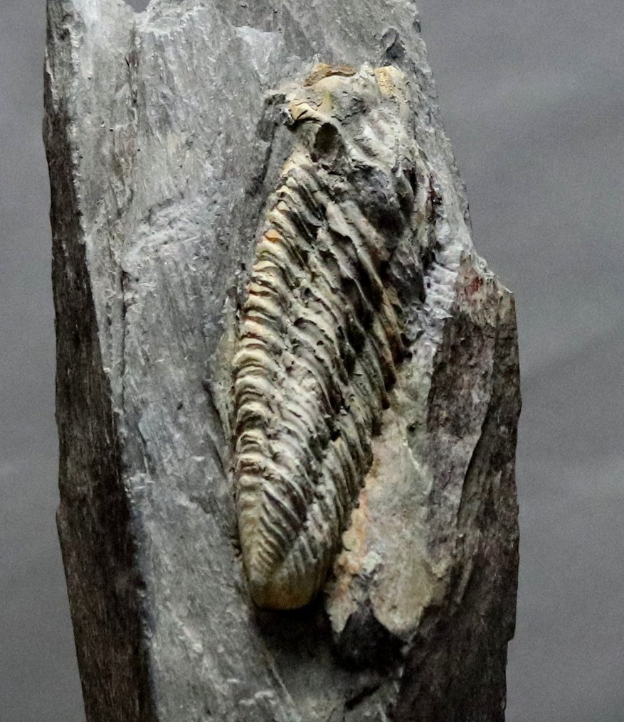 大三葉蟲，俯臥在基質上 - 動物化石 - Neseuretus tristani - 24 cm - 7 cm #3.2