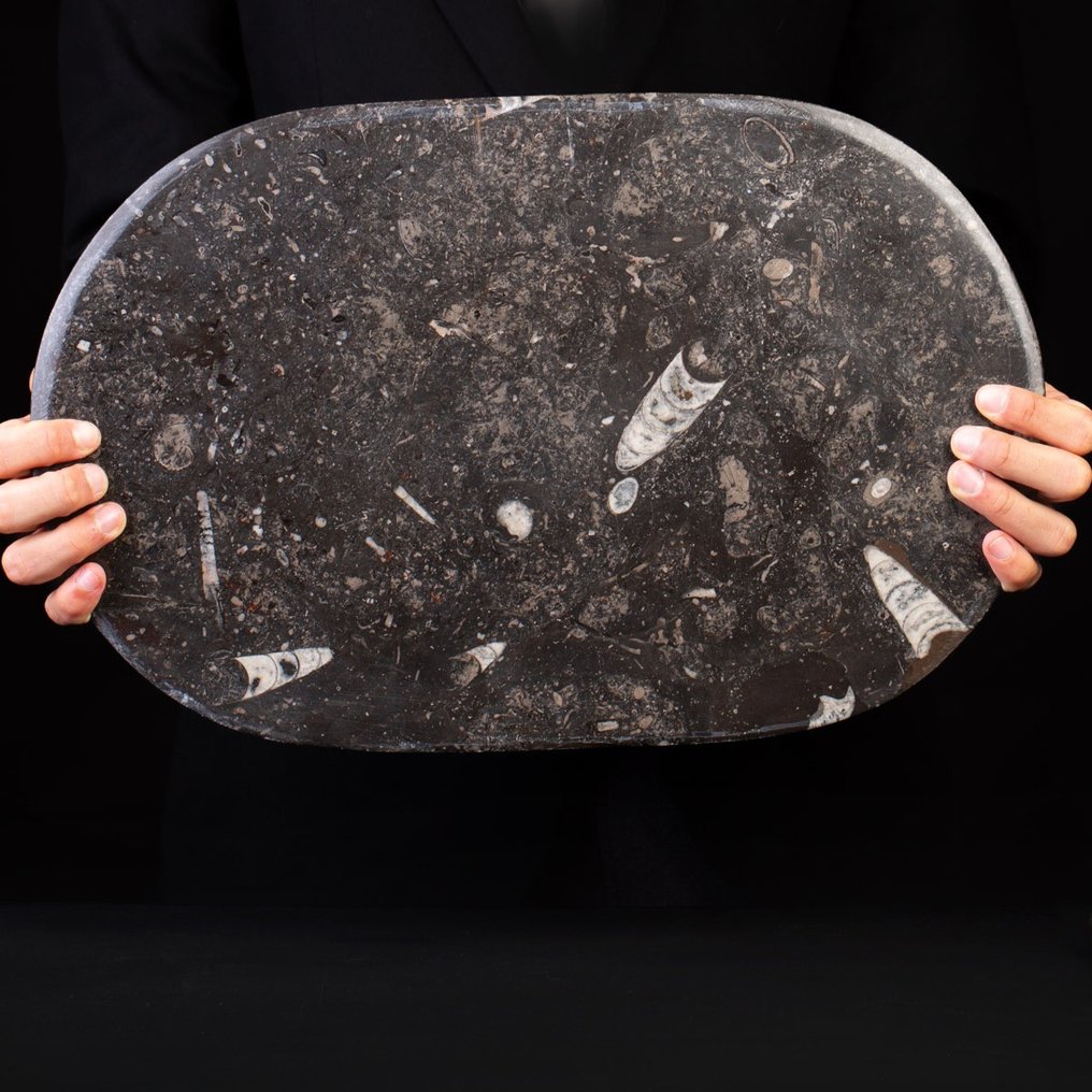 Tace W płycie z matrycą rozszczepialną - Skamieniałość na matrycy - Ammonite e Belemnite - 440 mm - 28.5 mm #1.1