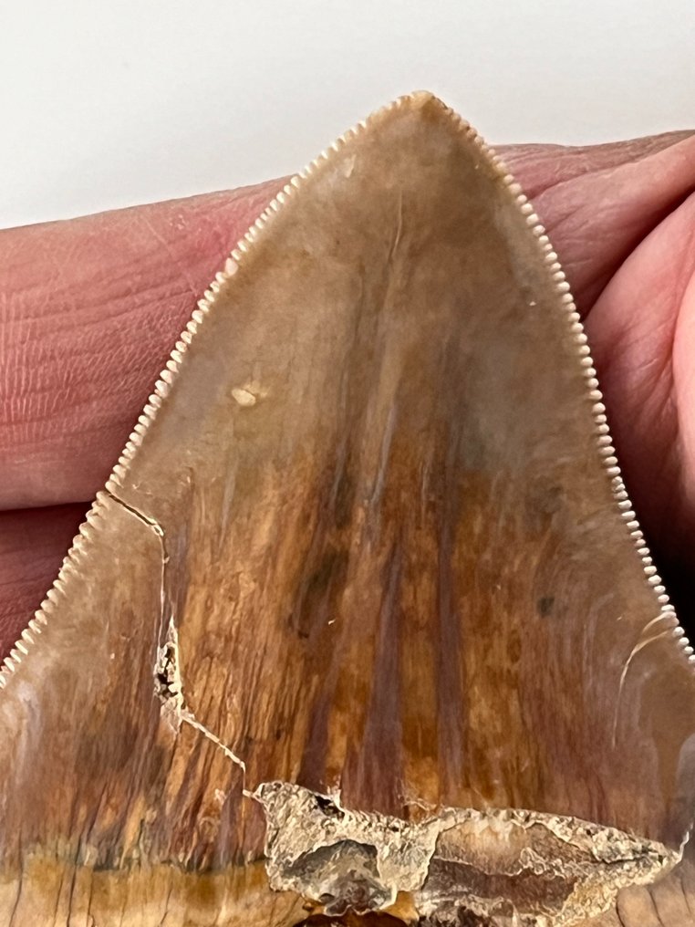 Megalodon tand 10,2 cm - Fossil tand - Carcharocles megalodon  (Ingen mindstepris) #2.1