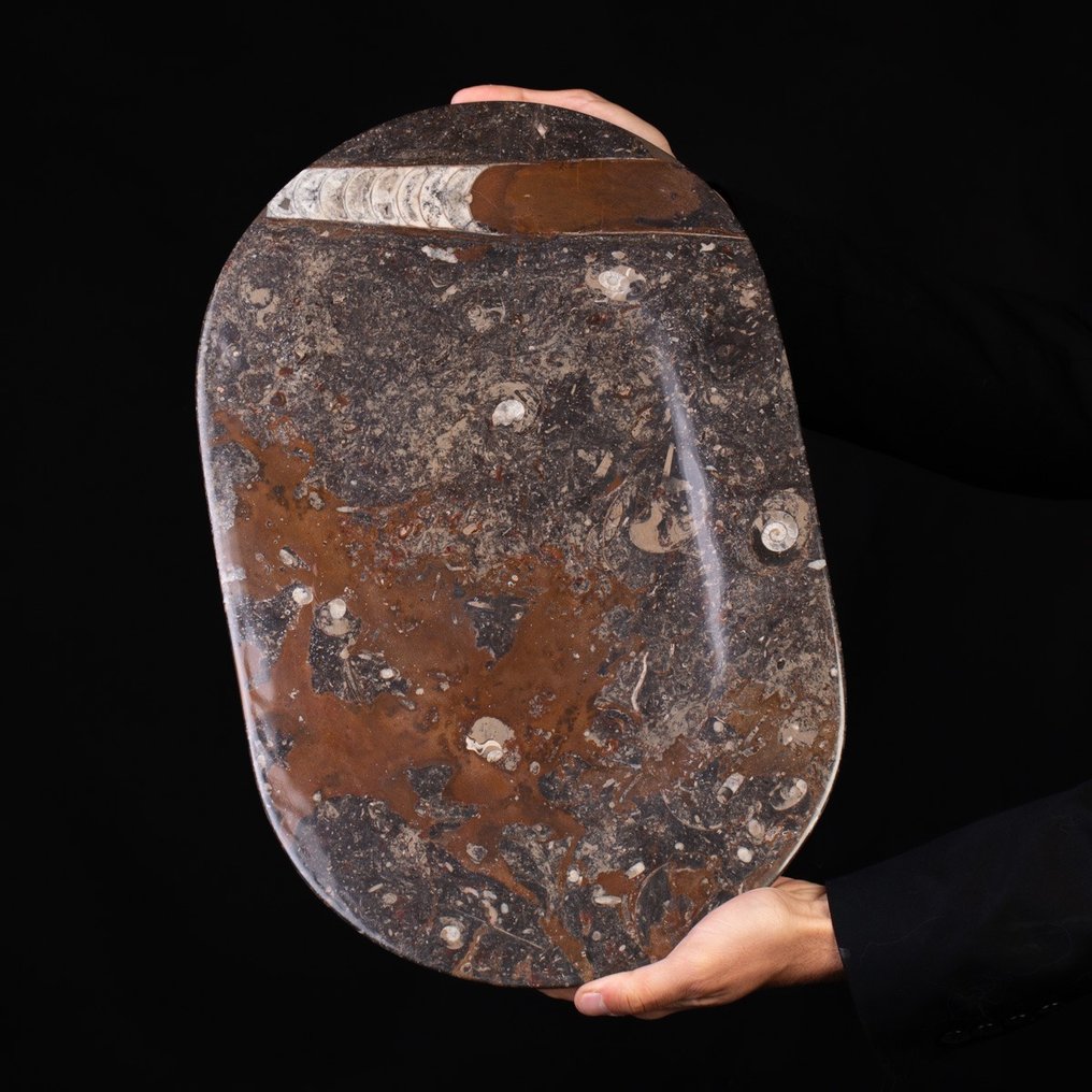 Trays In glasvezelmatrixplaat - Fossiele plaatmatrix - Ammonite & Belemnite - 440 mm - 28.5 mm #1.2