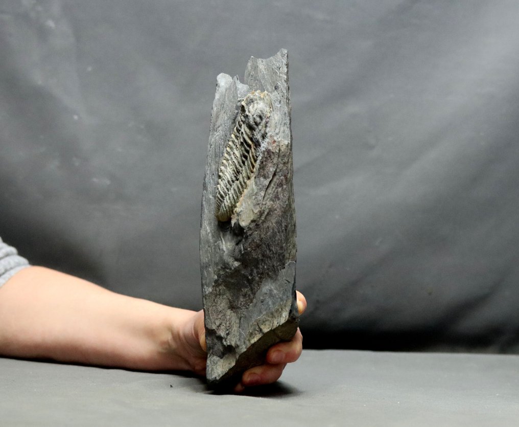 Duży trylobit, leżący na matrixie - Skamieniałe zwierzę - Neseuretus tristani - 24 cm - 7 cm #1.1