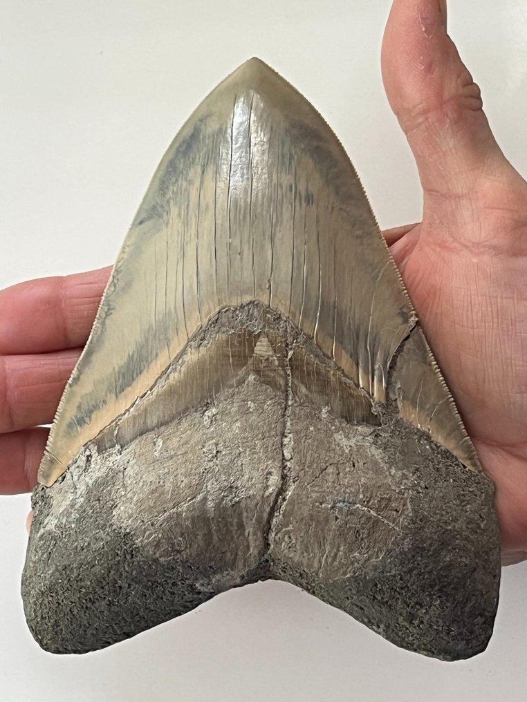 Huge Megalodon tooth 15,5 cm ( 6,1 INCH ) - Fossil tooth - Carcharocles megalodon #1.1