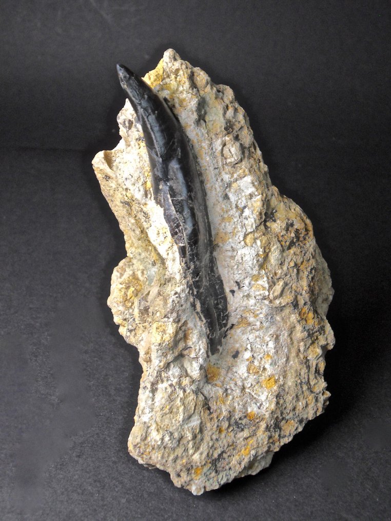 异龙 - 牙齿化石 - Komplett mit Wurzel, Allosaurus fragilis - Morrison Formation, Wyoming #1.2