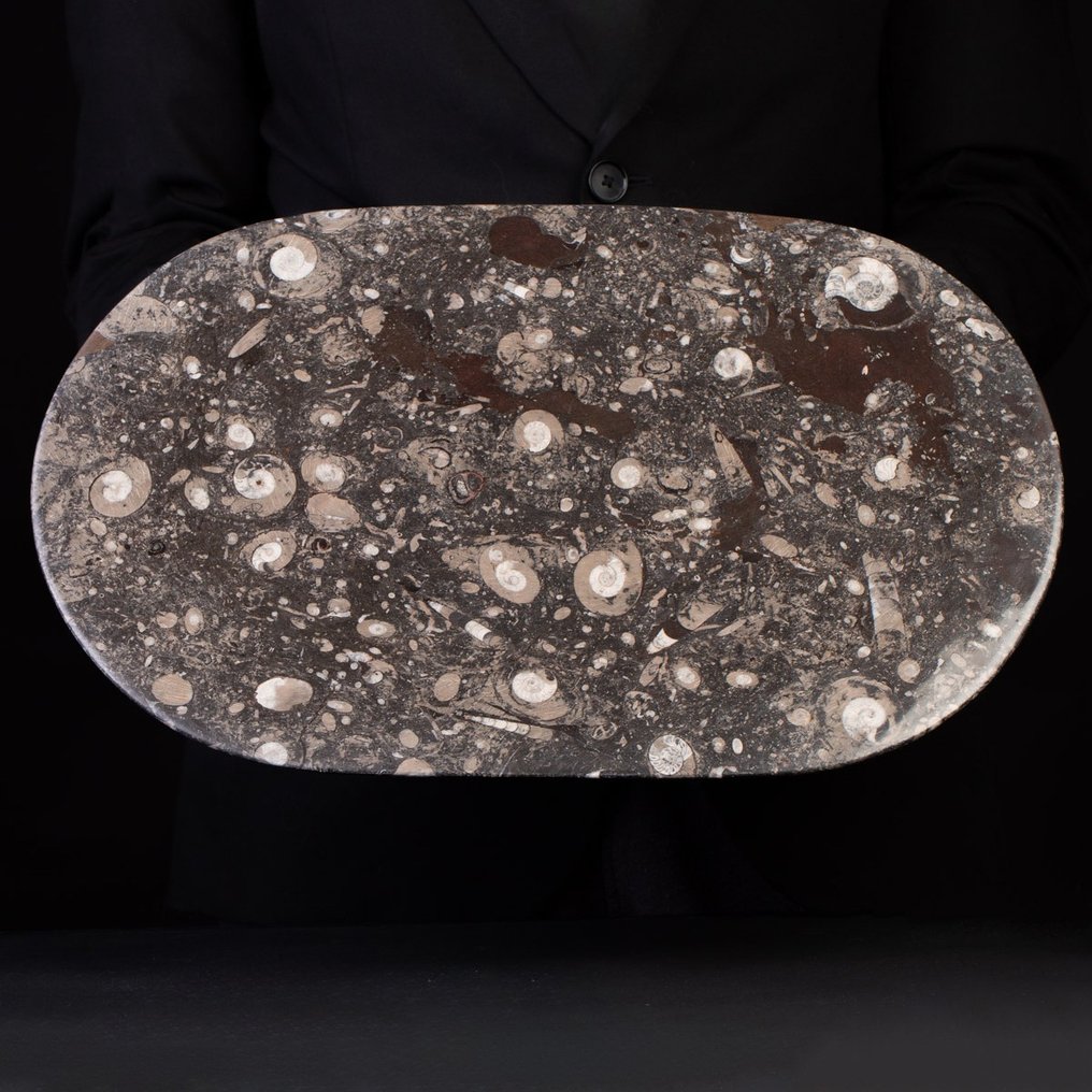 Trays In glasvezelmatrixplaat - Fossiele plaatmatrix - Ammonite e Belemnite - 440 mm - 28.5 mm #2.1