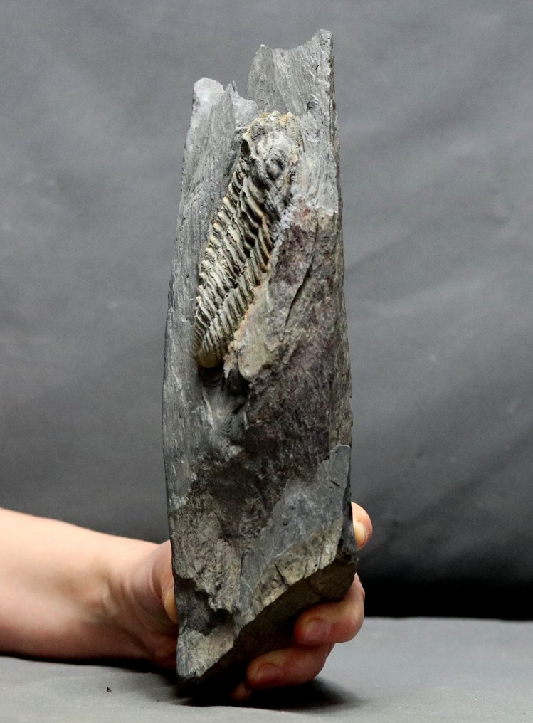 Grande trilobita, propenso à matriz - Animal fossilizado - Neseuretus tristani - 24 cm - 7 cm #2.1