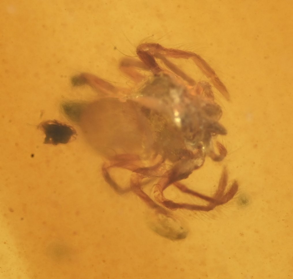 Lot de 5 morceaux d'ambre birman, tous avec inclusions d'insectes fossiles d'araignées - Ambre  (Sans Prix de Réserve) #1.2