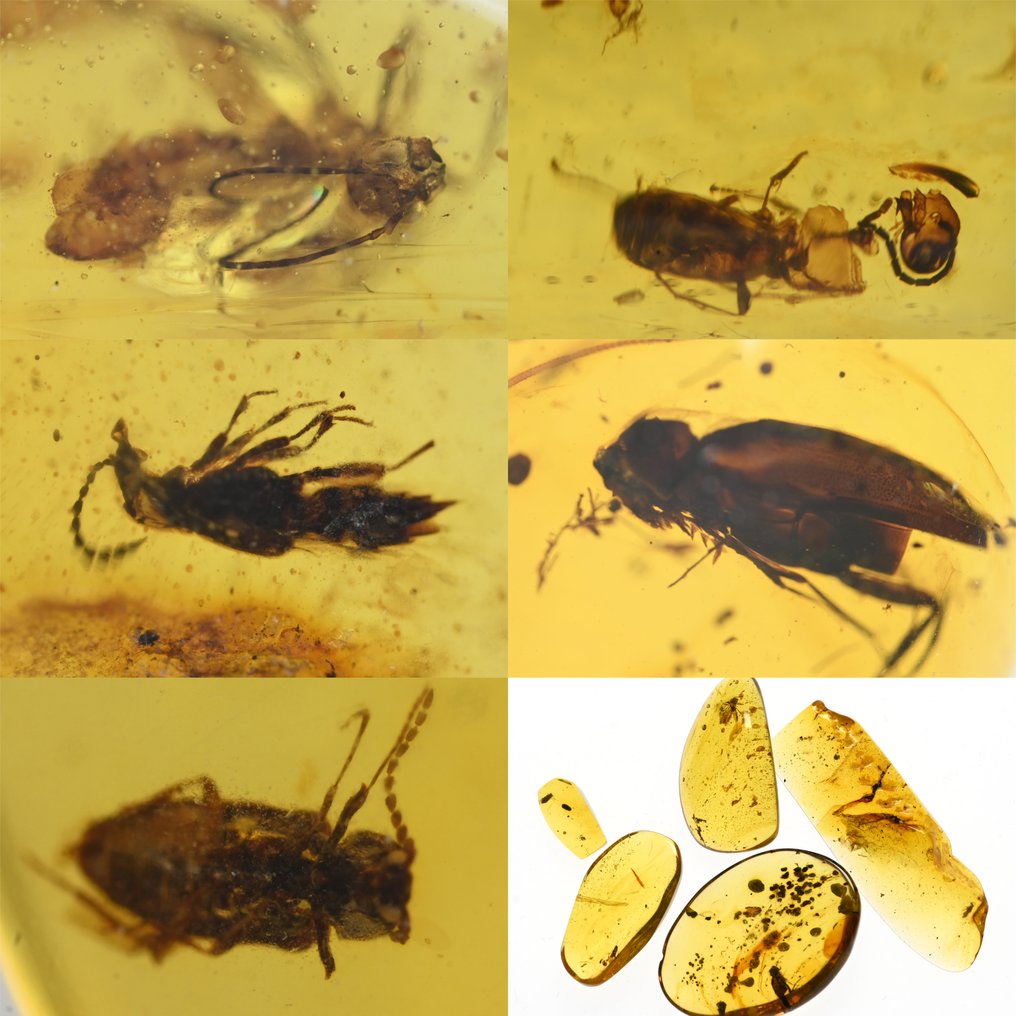 Lote de 5 piezas de ámbar birmano, todas con inclusiones de insectos fósiles de escarabajo - Ámbar  (Sin Precio de Reserva) #1.1