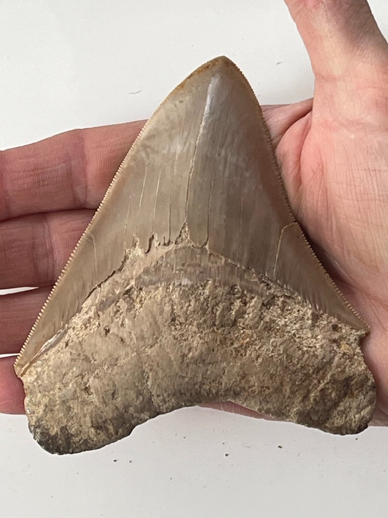 Ząb megalodona 11,3 cm - Skamieniały ząb - Carcharocles megalodon  (Bez ceny minimalnej
) #1.1