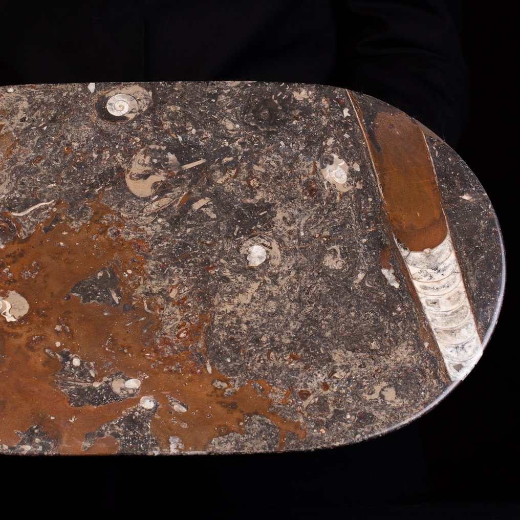 Trays In glasvezelmatrixplaat - Fossiele plaatmatrix - Ammonite & Belemnite - 440 mm - 28.5 mm #2.1