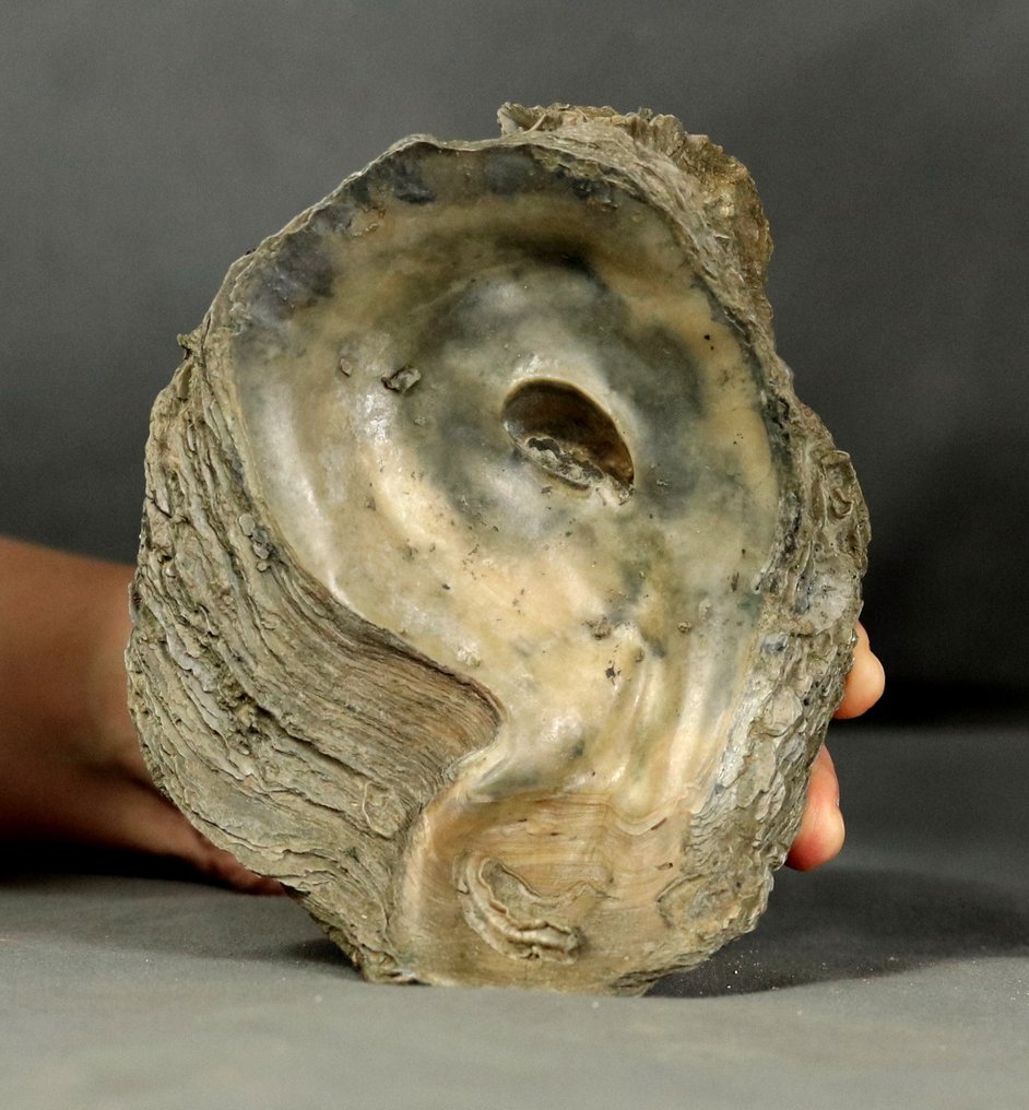Reuze oesterfossiel 14 cm !! - Gefossiliseerd dier - Gryphaea dilatata - 14 cm #2.1