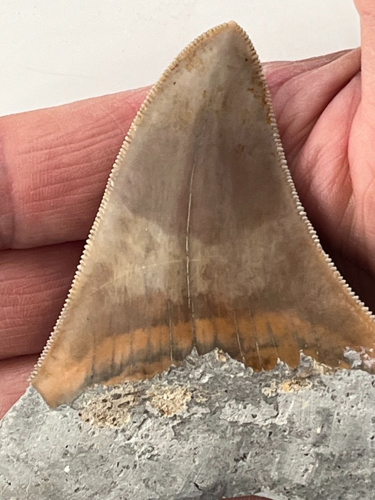 Δόντι Megalodon 9,7 cm - Απολιθωμένο δόντι - Carcharocles megalodon  (χωρίς τιμή ασφαλείας) #2.1