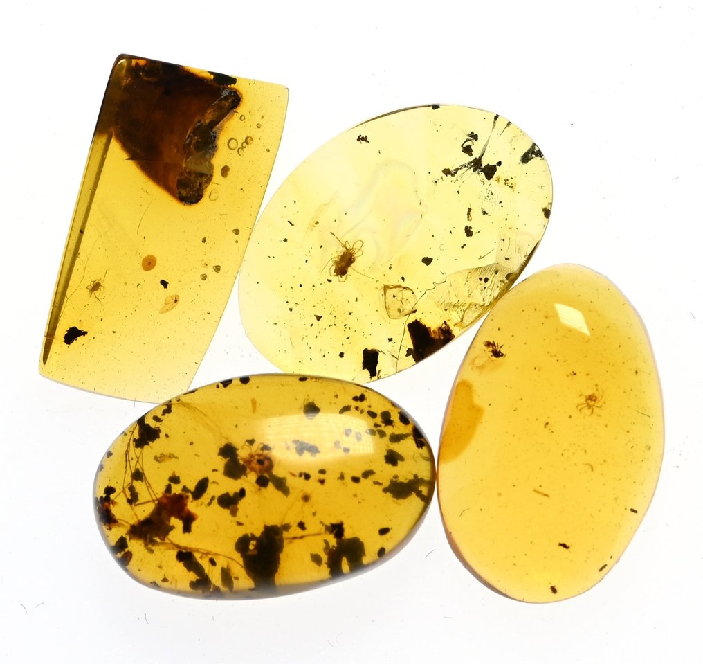 Lot of 4 pieces of Burmese amber, all with Acari fossil insect inclusions - Amber  (No Reserve Price) #3.2