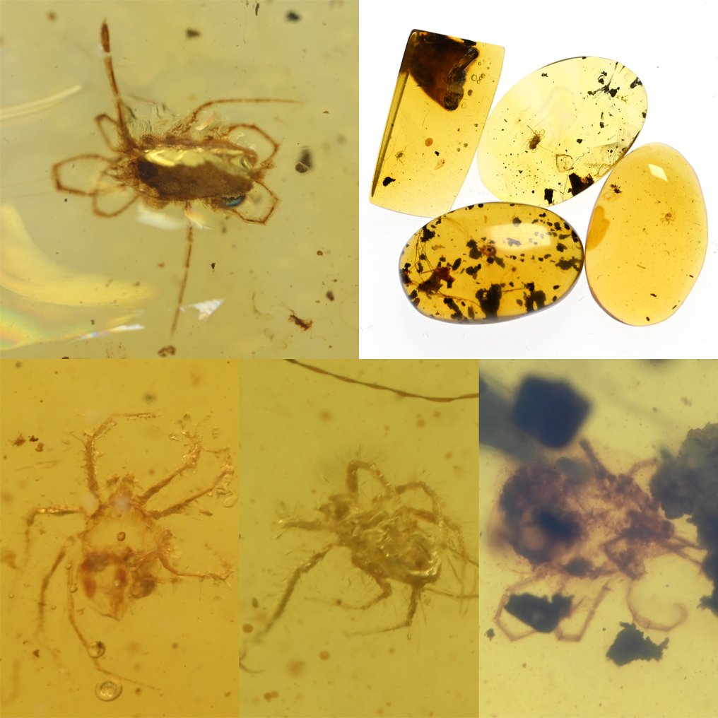 Lot of 4 pieces of Burmese amber, all with Acari fossil insect inclusions - Amber  (No Reserve Price) #1.1