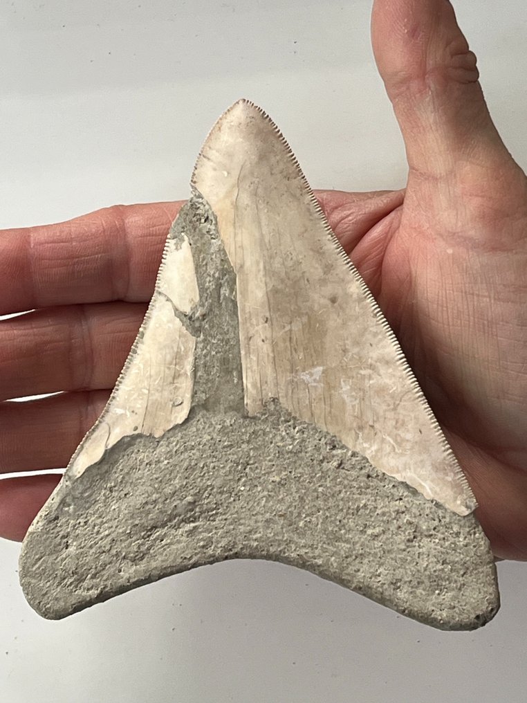 Megalodon tand 12,3 cm - Fossiele tand - Carcharocles megalodon  (Zonder Minimumprijs) #1.2