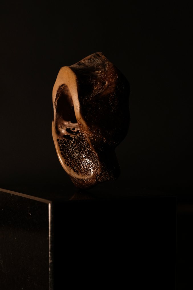Mamifer - Os fosilă - 15 cm  (Fără preț de rezervă) #3.1