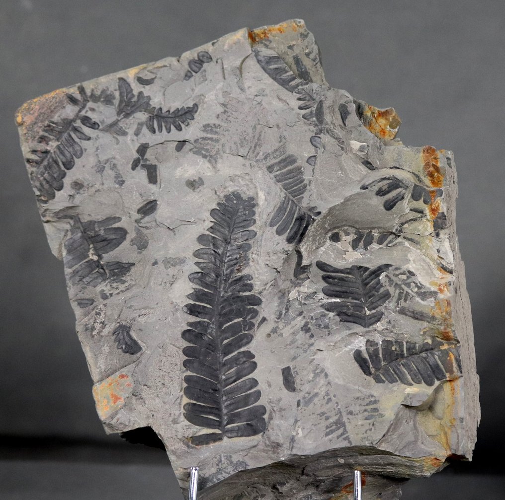Planta Fósil Grande y detallada - Extra fina - Planta fosilizada - Alethopteris sp - 23 cm - 18.5 cm #2.2