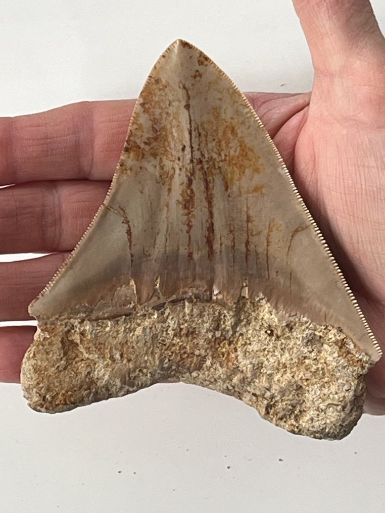 Megalodon tand 11,3 cm - Fossil tand - Carcharocles megalodon  (Ingen mindstepris) #1.2
