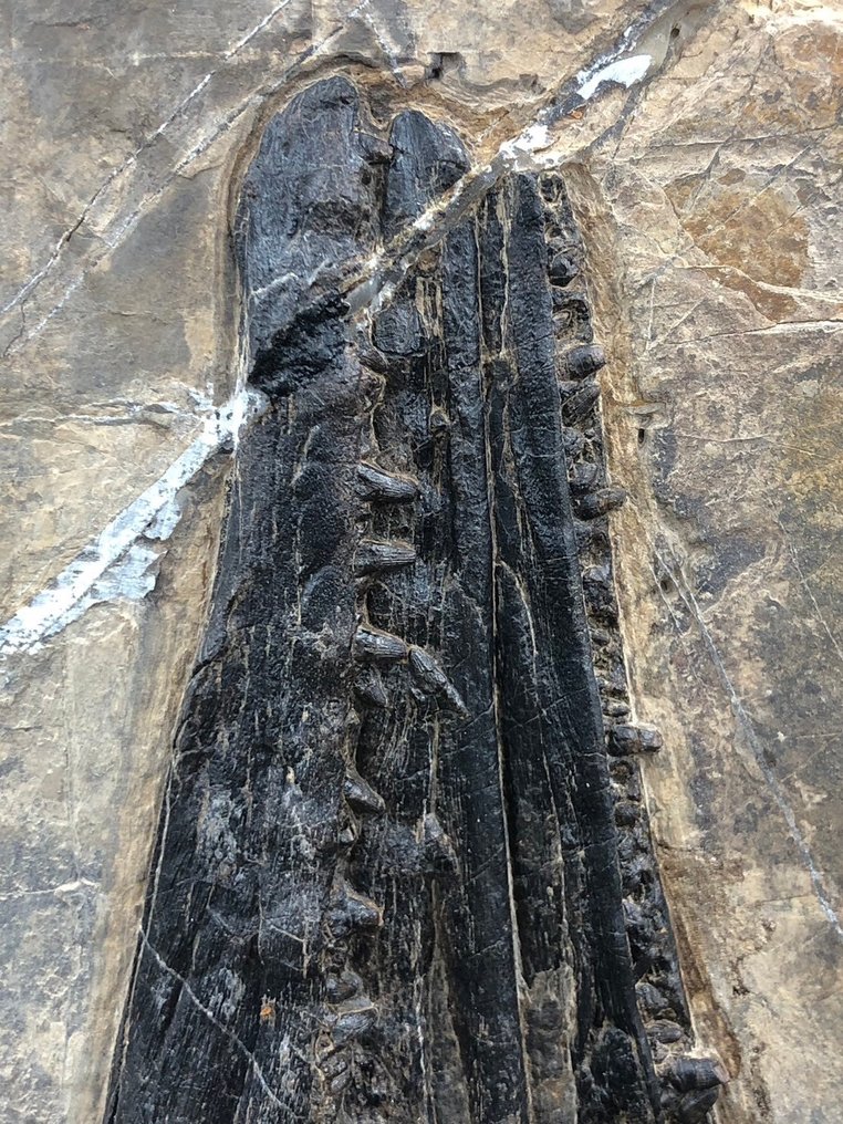 Fossil - Fossil matrix - Mixosaurus - 31 cm - 17 cm #3.2
