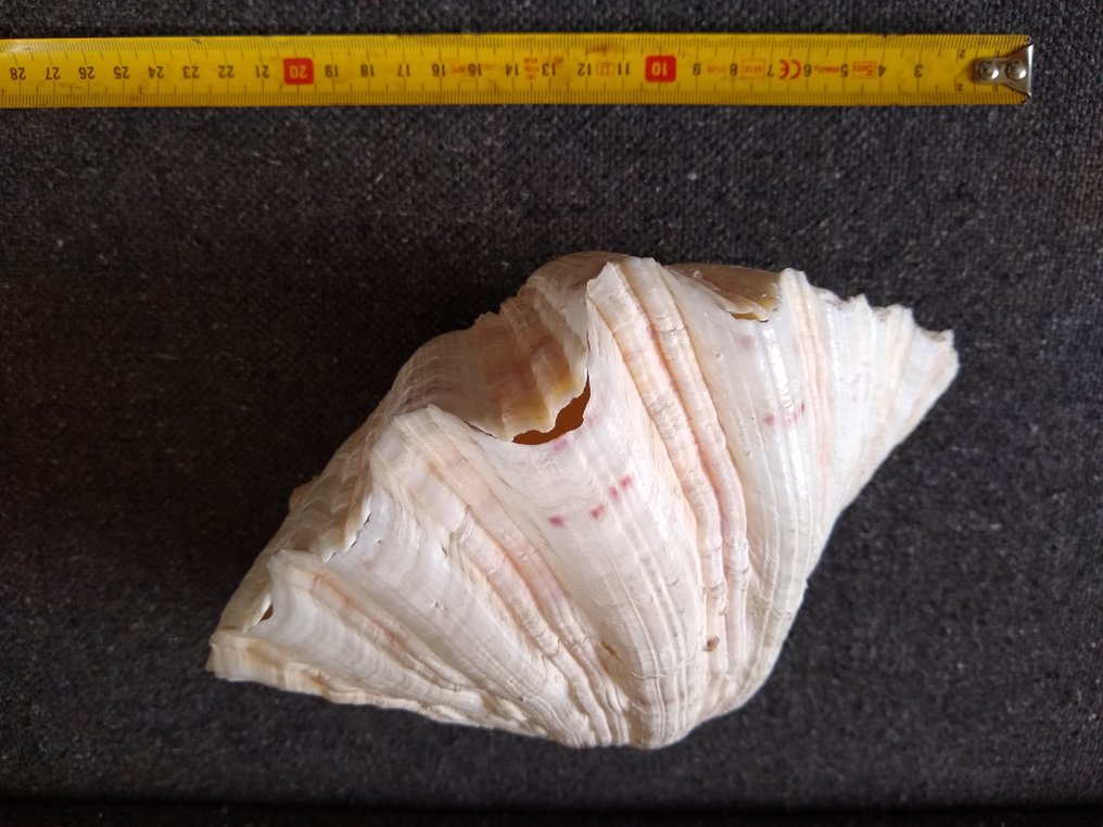 Mollusco gigante Conchiglia marina - Doopvont schelp, strombus gigas, Cassis cornuta en lambis scelp #1.1