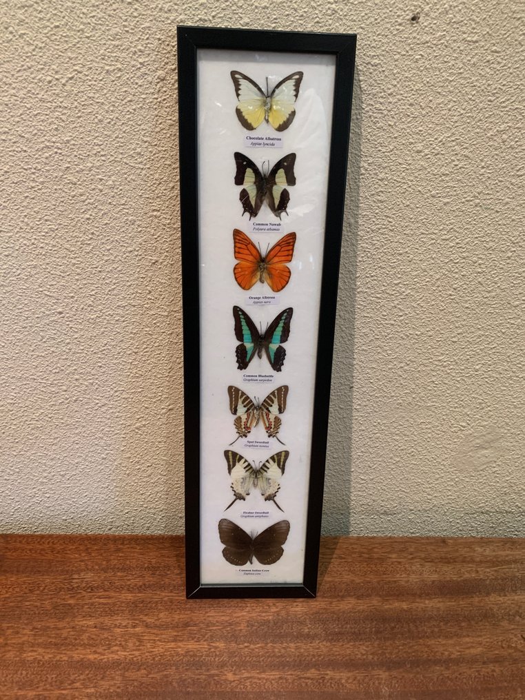 fjäril Taxidermi - helmontering - opgezette vlinder - 53 cm - 14 cm - 1.5 cm #1.1