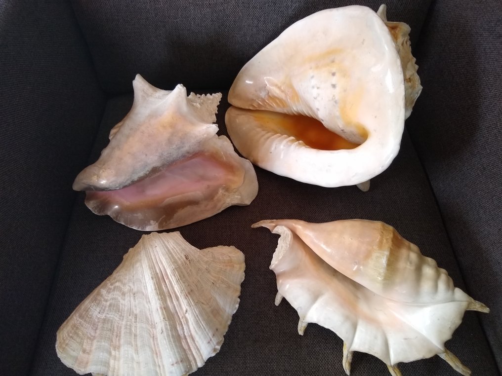 Palourde géante Coquillage marin - Doopvont schelp, strombus gigas, Cassis cornuta en lambis scelp #3.1
