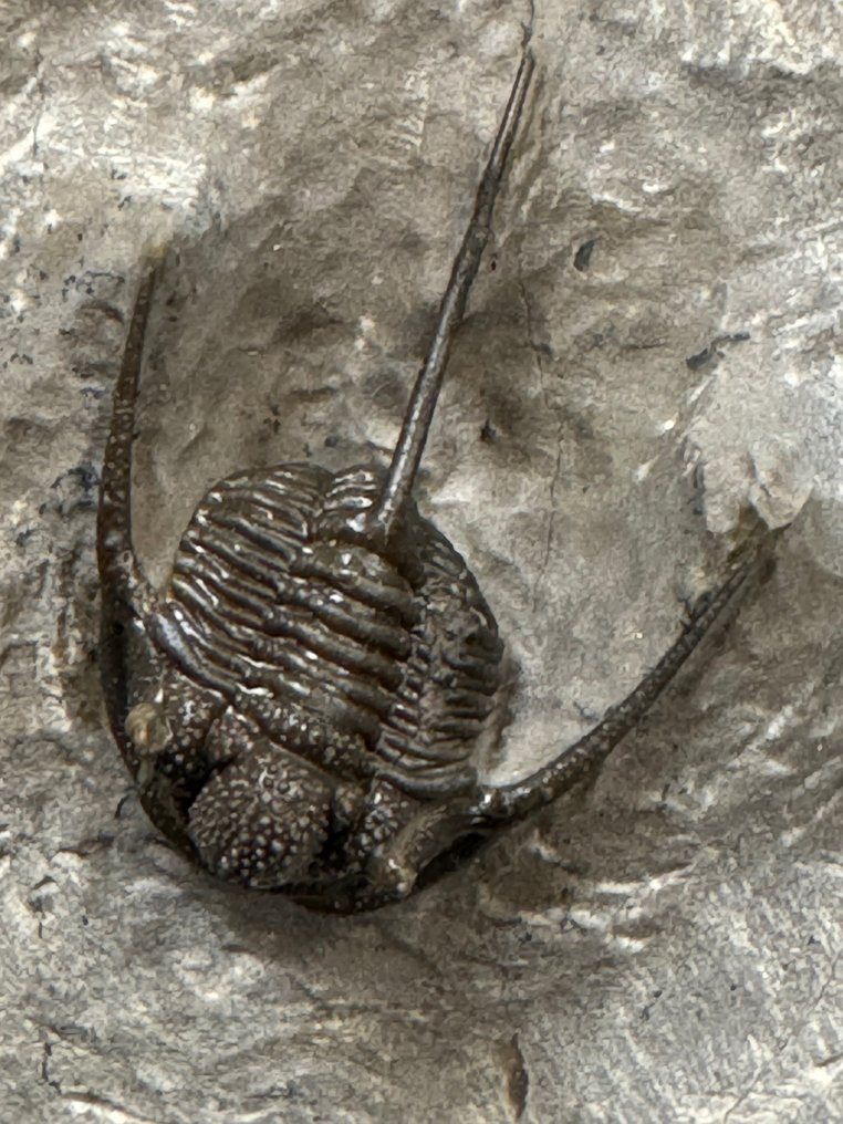 Trilobit - Tierfossil - Trilobite - 9 cm - 9 cm #1.1