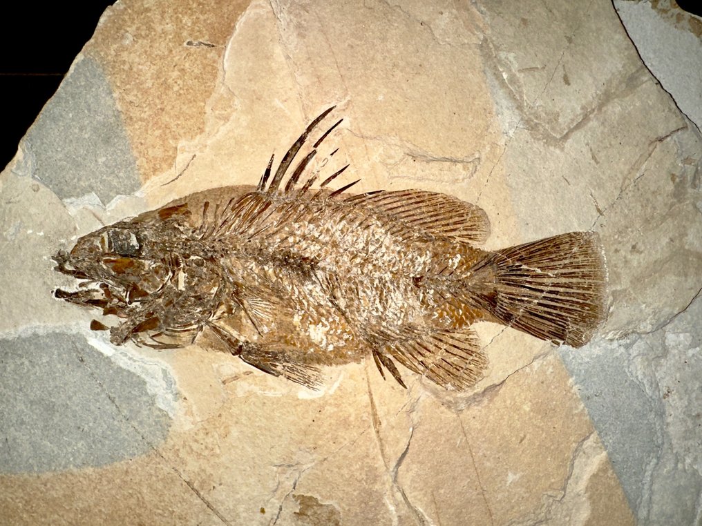 Fisk - Fossilt skelett - Eolates sp. - 39 cm - 29.5 cm #1.1