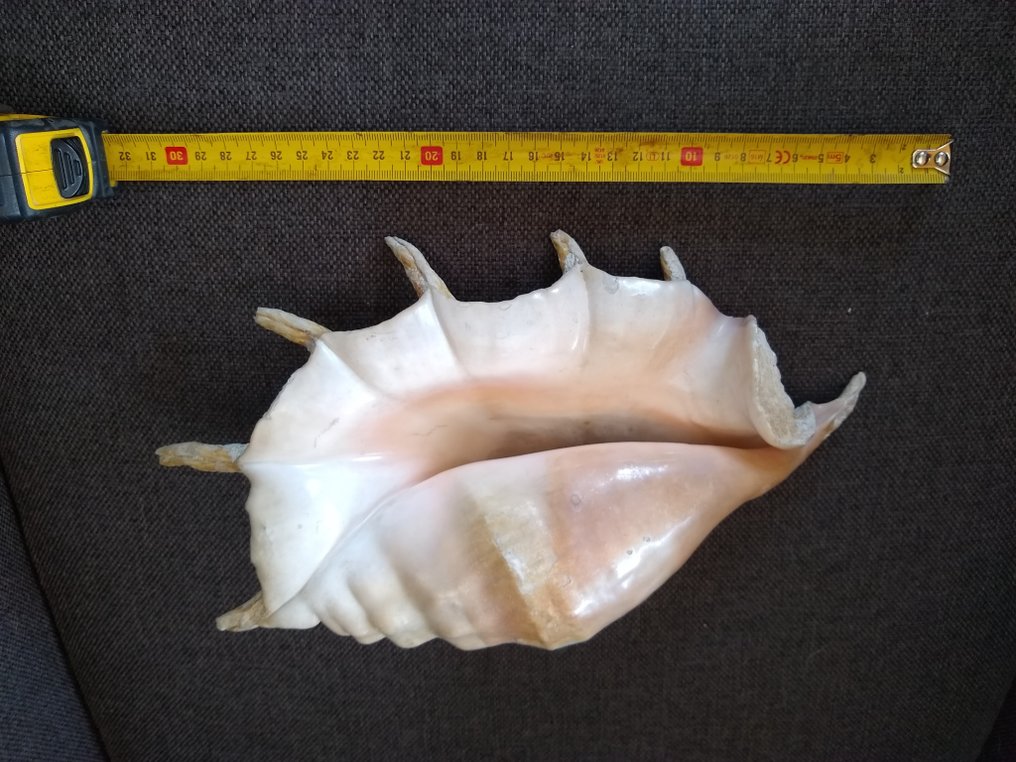 Mollusco gigante Conchiglia marina - Doopvont schelp, strombus gigas, Cassis cornuta en lambis scelp #3.2