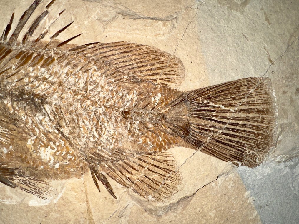 鱼 - 骨骼化石 - Eolates sp. - 39 cm - 29.5 cm #3.2