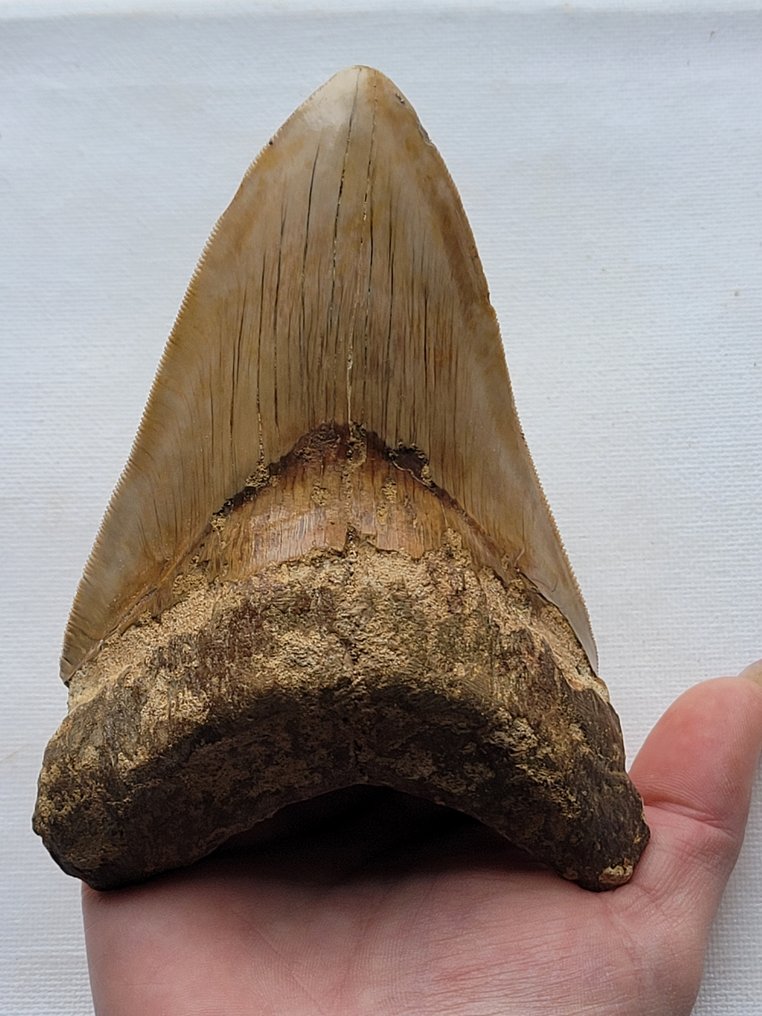 Megalodon - Fossiiliset hampaat - 13 cm - 9 cm #1.1
