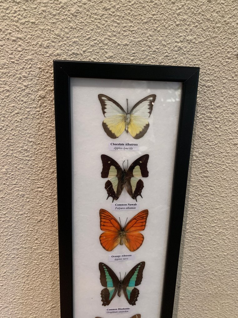 fjäril Taxidermi - helmontering - opgezette vlinder - 53 cm - 14 cm - 1.5 cm #1.2