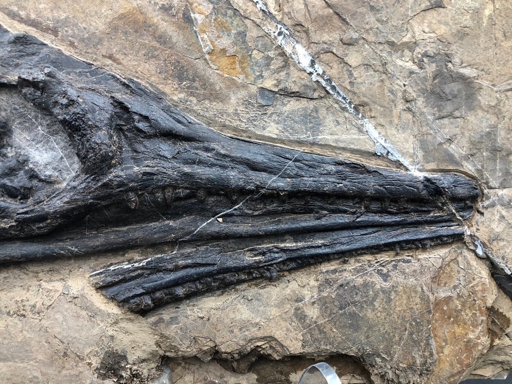 Fossil - Fossil matrix - Mixosaurus - 31 cm - 17 cm #2.2
