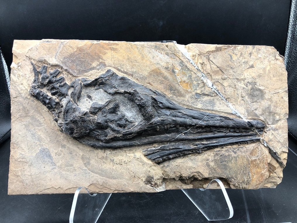 Fossil - Fossil matrix - Mixosaurus - 31 cm - 17 cm #1.1