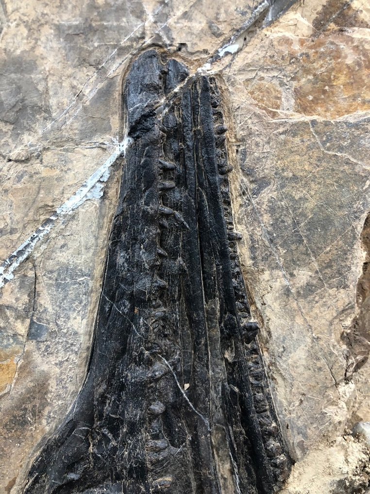 Fossil - Fossil matrix - Mixosaurus - 31 cm - 17 cm #3.1