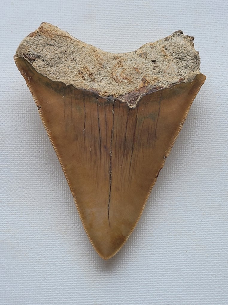 巨齿鲨 - 牙齿化石 - 10.3 cm - 8 cm #2.1