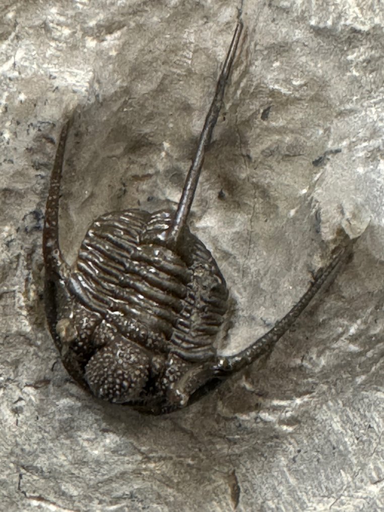 Trilobiet - Gefossiliseerd dier - Trilobite - 9 cm - 9 cm #2.1