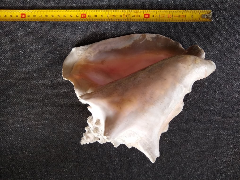Giant Clam Sea shell - Doopvont schelp, strombus gigas, Cassis cornuta en lambis scelp #2.3