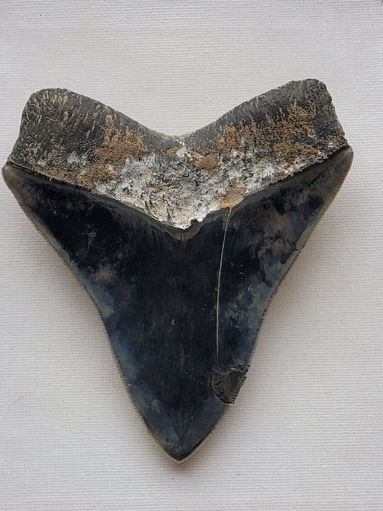 Megalodon - Dente fóssil - 13.2 cm - 11.4 cm #2.1