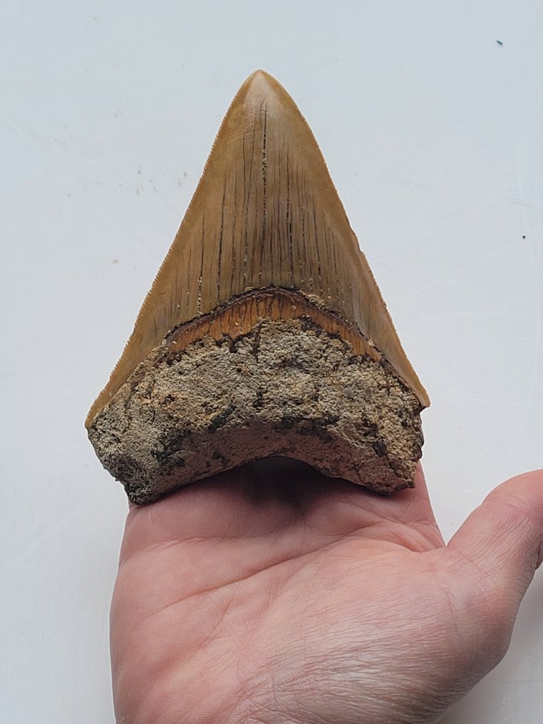 Megalodon - Skamieniały ząb - 10.3 cm - 8 cm #1.2