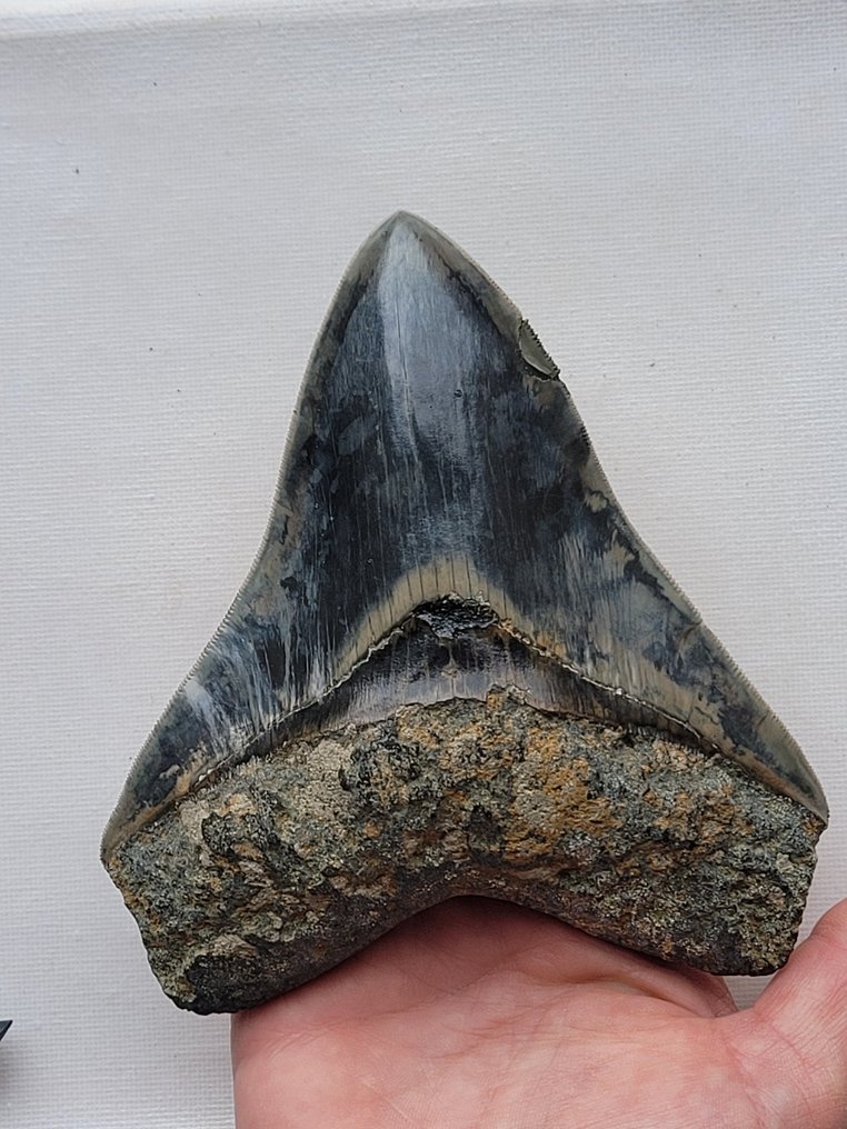 Megalodon - Fossiler Zahn - 13.2 cm - 11.4 cm #1.1