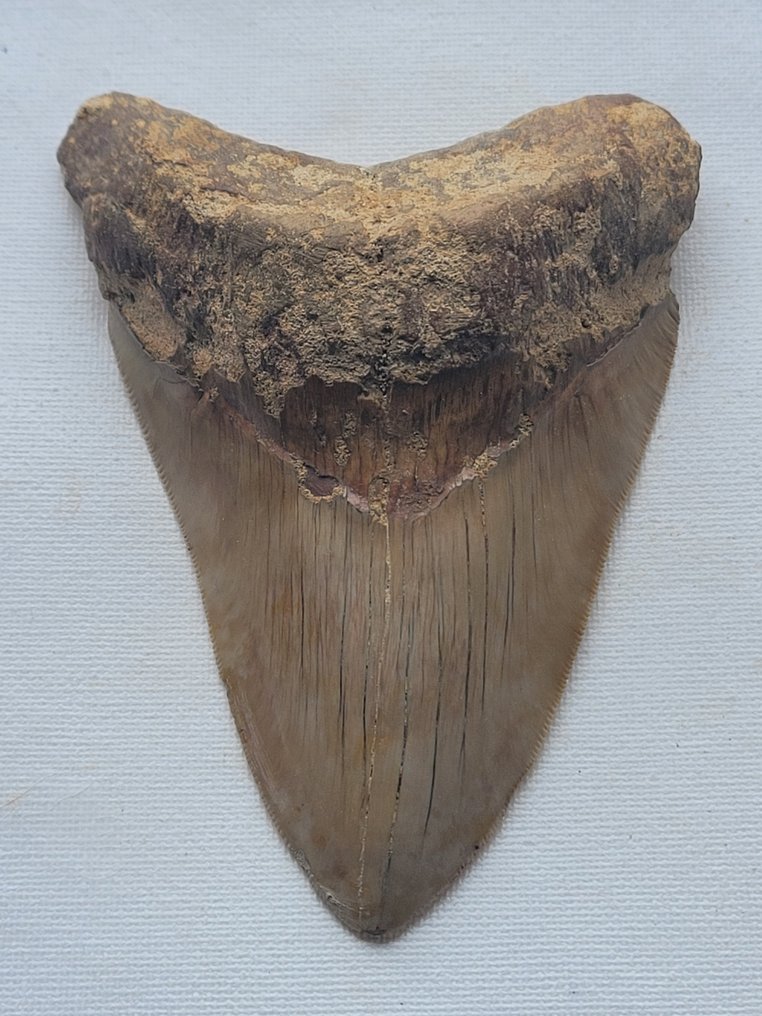Megalodon - Fossil tand - 13 cm - 9 cm #2.1