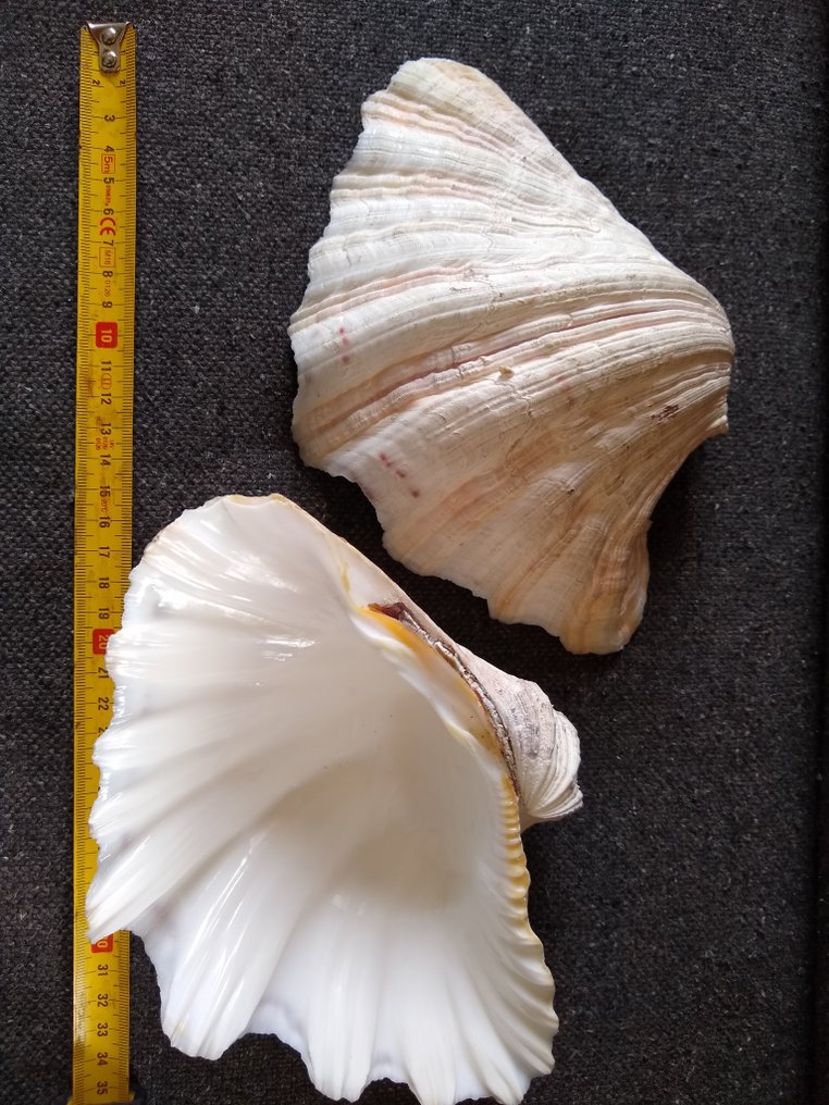 Mollusco gigante Conchiglia marina - Doopvont schelp, strombus gigas, Cassis cornuta en lambis scelp #2.1